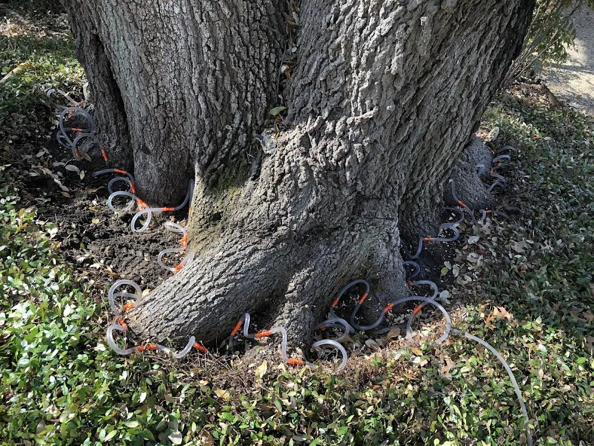 Detailed Tree Cabling and Bracing job site in Cedar Crest