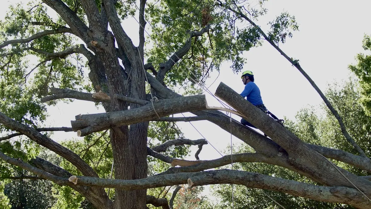 Professional Crown Thinning performed by certified arborists in Cedar Crest